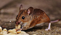 24 Hour & Emergency Exterminators in Gwynneville, IN